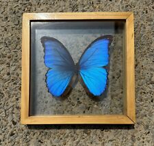 Real Morpho Didius Framed Butterfly Morphidae Blue picture