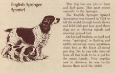 English Springer Spaniel - CUSTOM MATTED - Vintage Dog Print - 1954 M. Dennis picture