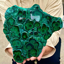 3.4LB  Natural tortoise Malachite transparent cluster coarse mineral sample picture