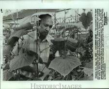 1989 Press Photo Dr. Dennis Gonsalves examines genetically modified plant picture