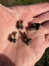 Florida Fossil Baby Manatee Teeth Lot picture