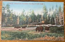 Vintage Yellowstone Park Bear Feasting at Lake Camp Postcard picture
