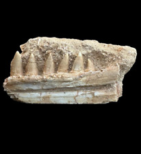 Great Enchodus Jaw Fossil: A Window into the Prehistoric World- Enchodus Tooth picture