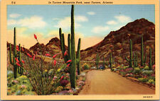 Vtg 1950 Cactus In Tucson Mountain Park Tucson Arizona AZ Linen Postcard picture