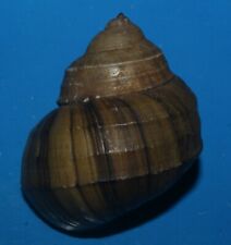 Tonyshells Freshwater Snail Viviparus Mearnsi misamisensis 41.5mm F+++/GEM Super picture