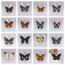 Real Butterfly Specimen Natural Colorful Education Teaching Home Decor Artwork  picture