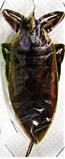 Rare True Bug Lethocerus grandis Hemiptera Insect FAST FROM USA picture