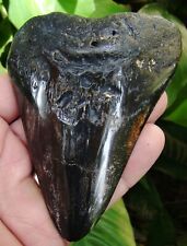 Megalodon Shark Tooth -  4 & 1/4 in.  REAL FOSSIL -  ORANGE HIGH LIGHTS  picture