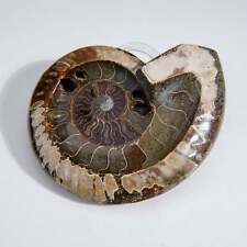 Genuine Polished Ammonite Fossil Dish (1.5 lbs) picture