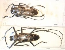 Cerambycidae Batocera gerstaeckeri A1 PAIR 72mm+ from PELENG - #0369L picture