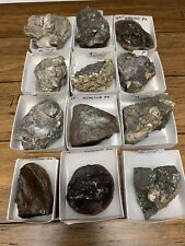 Assortment Of Mixed Fossil Specimen Collection Lot Ammonite Clam Petrified CV JD picture