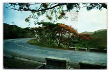 Vintage 1960s - The Flamboyant Trees - Puerto Rico Postcard (Posted 1963) picture