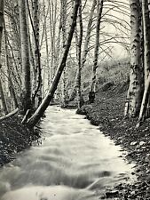 D4 Photograph Artistic Long Exposure Trees Blurred Running Stream Water 1920-30s picture