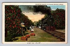 FL-Florida, Traveling Through Orange Grove, Antique, Vintage c1922 Postcard picture