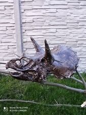 Triceratops dinosaurus skull fosil replica 1/2 size picture