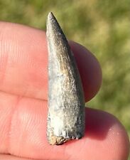 NICE Suchomimus Dinosaur Tooth 1.2” Fossil from Niger Erlhaz Fm Spinosaurid picture