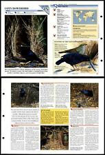 Satin Bowerbird #289 Birds Wildlife Fact File Fold-Out Card picture