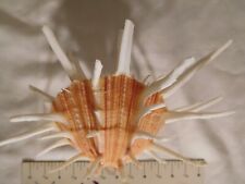 Spondylus ~ Thorny Oyster ~ Red/Orange ~ White Spines 6 inch ~ Seashell w/stand picture