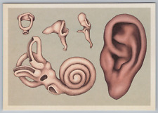 Inner Ear Canal Anatomy Cochlea Museum Art Science Anatomicum Postcard B17 picture