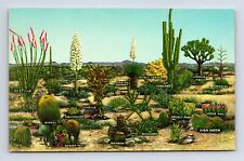 Varieties of Desert Vegetation Plants Diagram Chrome Postcard picture