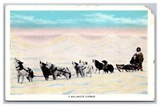 A Malamute Chorus Dogsled AK Alaska Winter Scene White Border Postcard picture