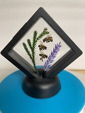 3 Real Preserved Honeybee + Floating Display insect honey home décor specimens picture