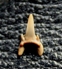 Striatolamia rossica - Eocene fossil Shark Tooth picture
