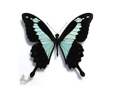 Papilio phorcas UNMOUNTED butterfly picture