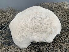 Huge Star Coral Fossil Display Piece  20 Lbs.  picture