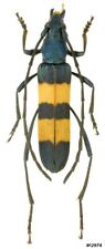 Coleoptera Cerambycidae Polyzonus fasciatus Far East of Russia 18mm picture