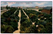 1910 Four year old Orange Grove in Riverside California Postcard Ca picture