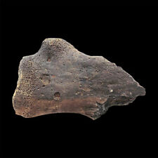 Extinct Ice Age Camel Fossil Bone picture