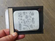 Magic Lantern Slide-Seeds and fruits adapted for wind dispersal picture