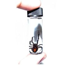 wet specimen REAL LATRODECTUS MACTANS BLACK WIDOW PRESERVED SPIDER 2in VIAL picture