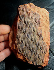 Lepidodendron aculeatum - Beautiful preserved Carboniferous fossil bark picture