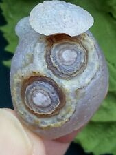 35mm Natural Gobi agate eye agate/stone,Top Suiseki-viewing collection china picture