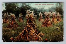Concord NH-New Hampshire, Walkers Island Corn Field, c1911 Vintage Postcard picture