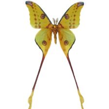 Argema mittrei green yellow comet moth male Madagascar UNMOUNTED/WINGS CLOSED picture
