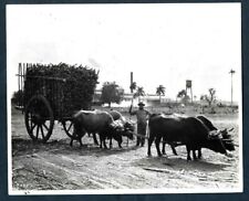 CUBAN AGRICULTURE FARMER & OXEN DRAWN SUGAR CANE CART CUBA 1940s VTG Photo Y 196 picture