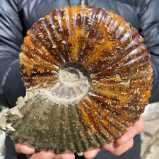 1.9lb Large Rare Natural Ammonite Fossil Conch Crystal Specimen Healing picture