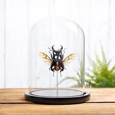 Wing-spread Giant Stag Taxidermy Beetle in Glass Dome (Dorcus titanus) picture
