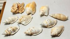 10 Small Conch Shell Seashells from 5 cm-6 cm Orange, Brown, White, Blue 116 gms picture