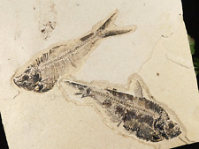 X-RAY BONES TWO BIG 100% Natural Diplomystus FISH Fossils Wyoming 1565gr picture