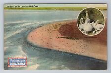 New Orleans LA-Louisiana, Bird Life on Louisiana Gulf Coast, Vintage Postcard picture