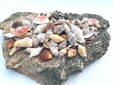 Medium Mixed Seashells Sea Shells Best Price US Seller   picture