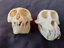 Taxidermy hunting A Pair Macaca Skull  skelaton picture