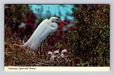 Everglades National Park, American Egret And Young, Antique, Vintage Postcard picture
