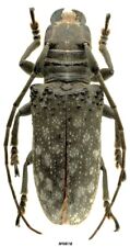 Coleoptera Cerambycidae Oncideres magnifica French Guiana 23mm picture