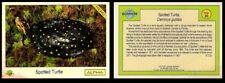 1991 SPOTTED TURTLE CLEMMYS GUTTATA #20 BIOSPHERE PROMO CARD **RARE** picture