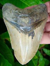 MEGALODON SHARK TOOTH  - 4 & 9/16 in.  - REAL FOSSIL - NO RESTORATIONS picture